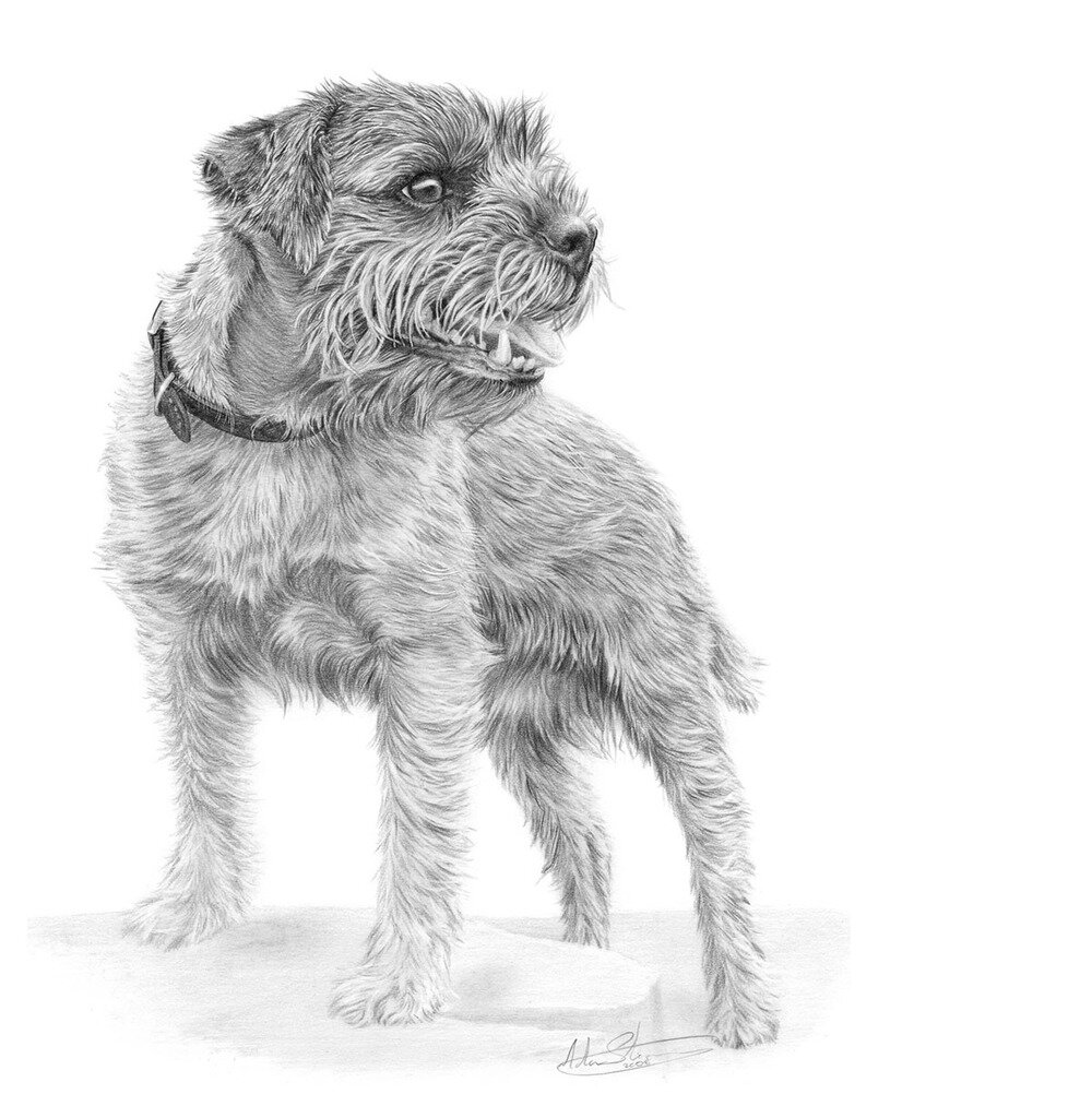 Border+Terrier+2+square+card.jpg