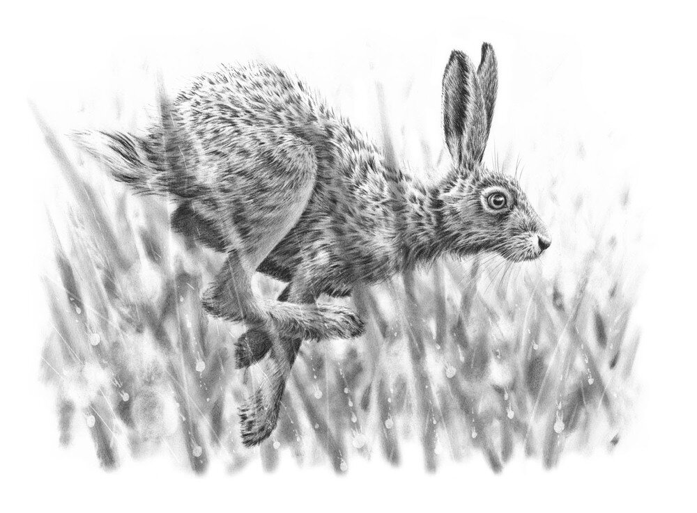 running-hare-V.jpg