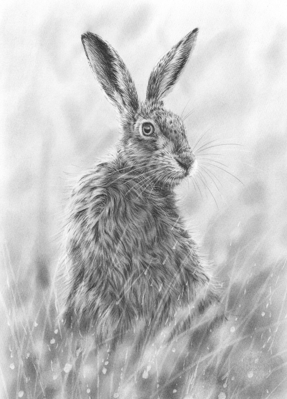 startled_hare.jpg