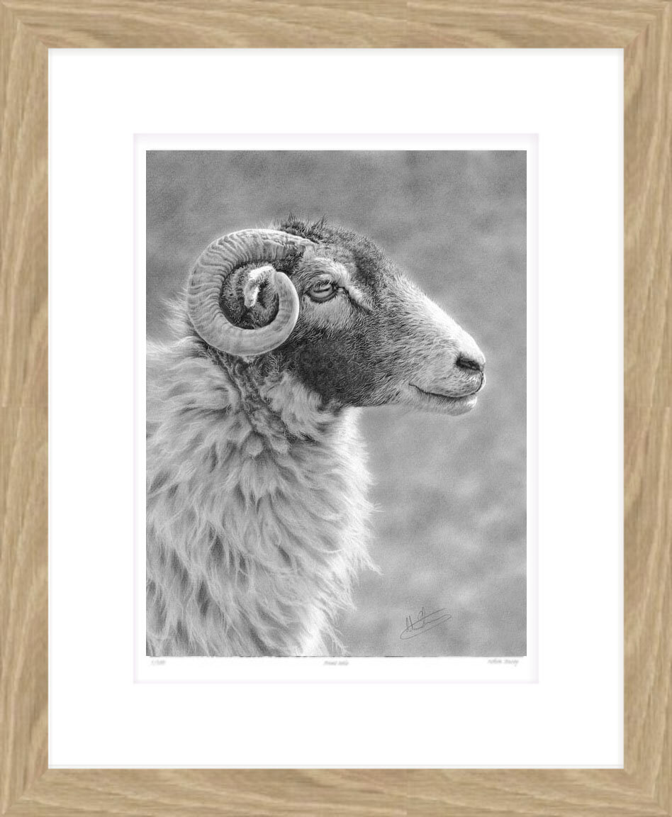 Swaledale_profile_framed.jpg
