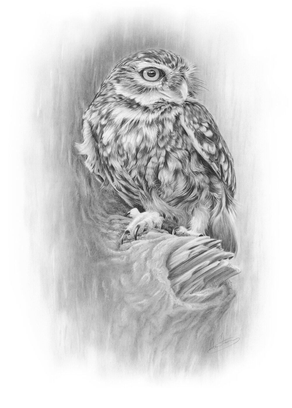little_owl_on_post.jpg