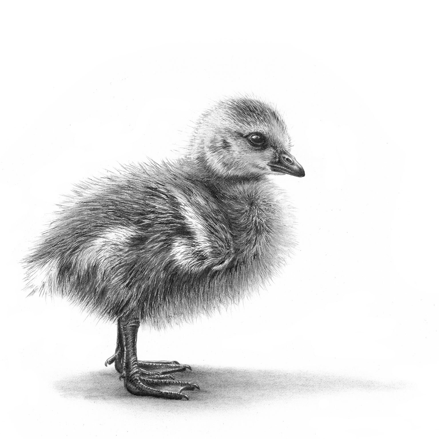 canada_gosling_greeting_card.jpg