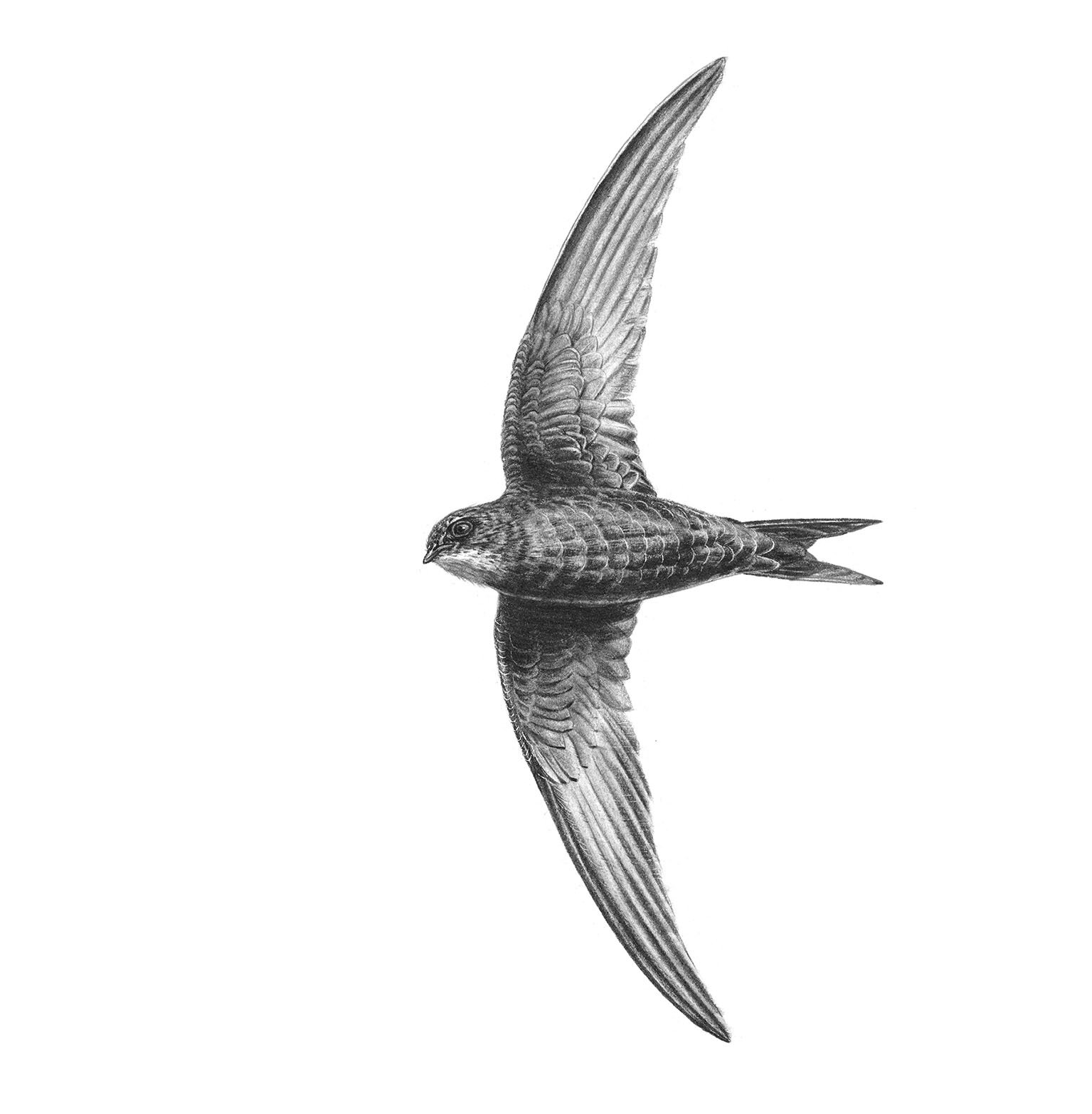 Swift_greeting_card.jpg