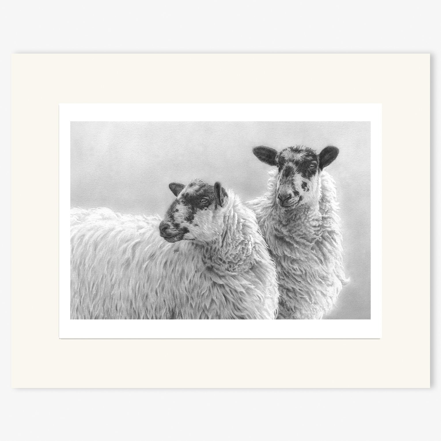 Mules_sheep_mounted.jpg