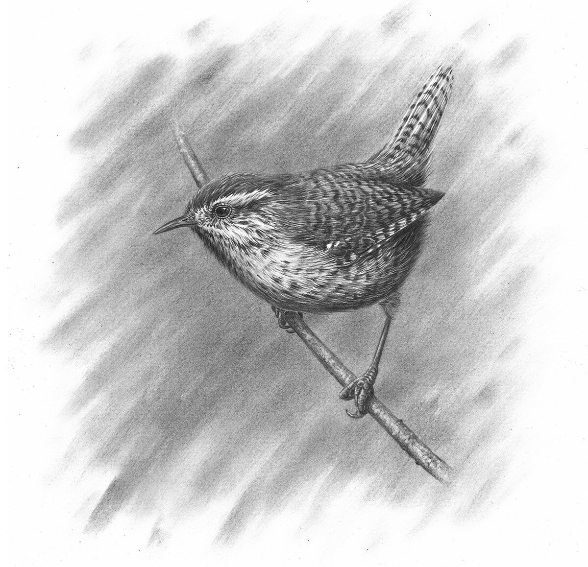 Wren on Branch III