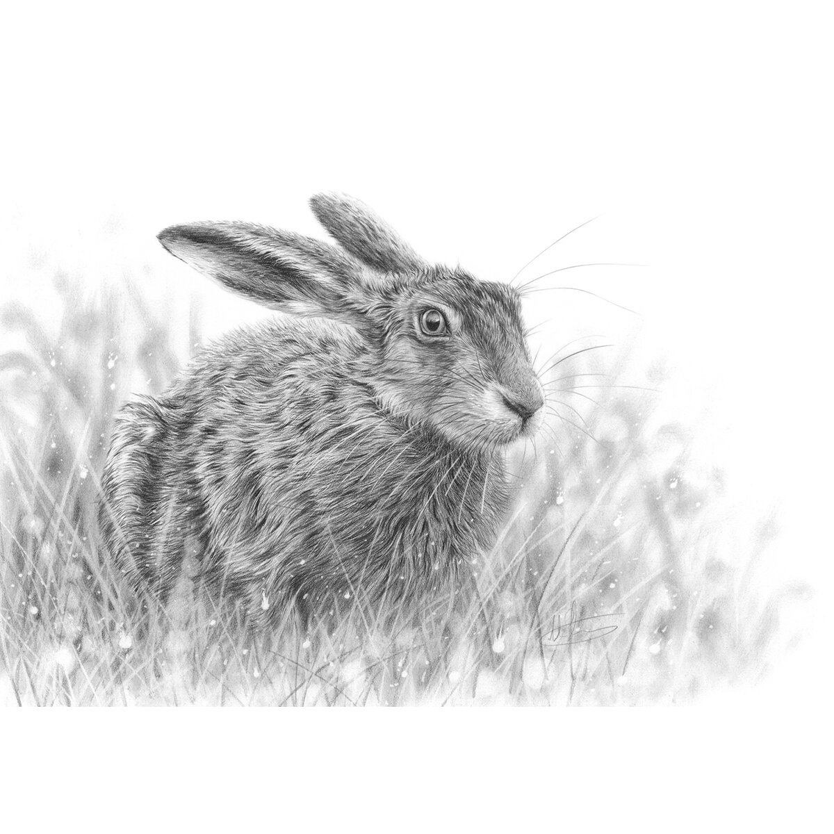 hare crouching.jpg