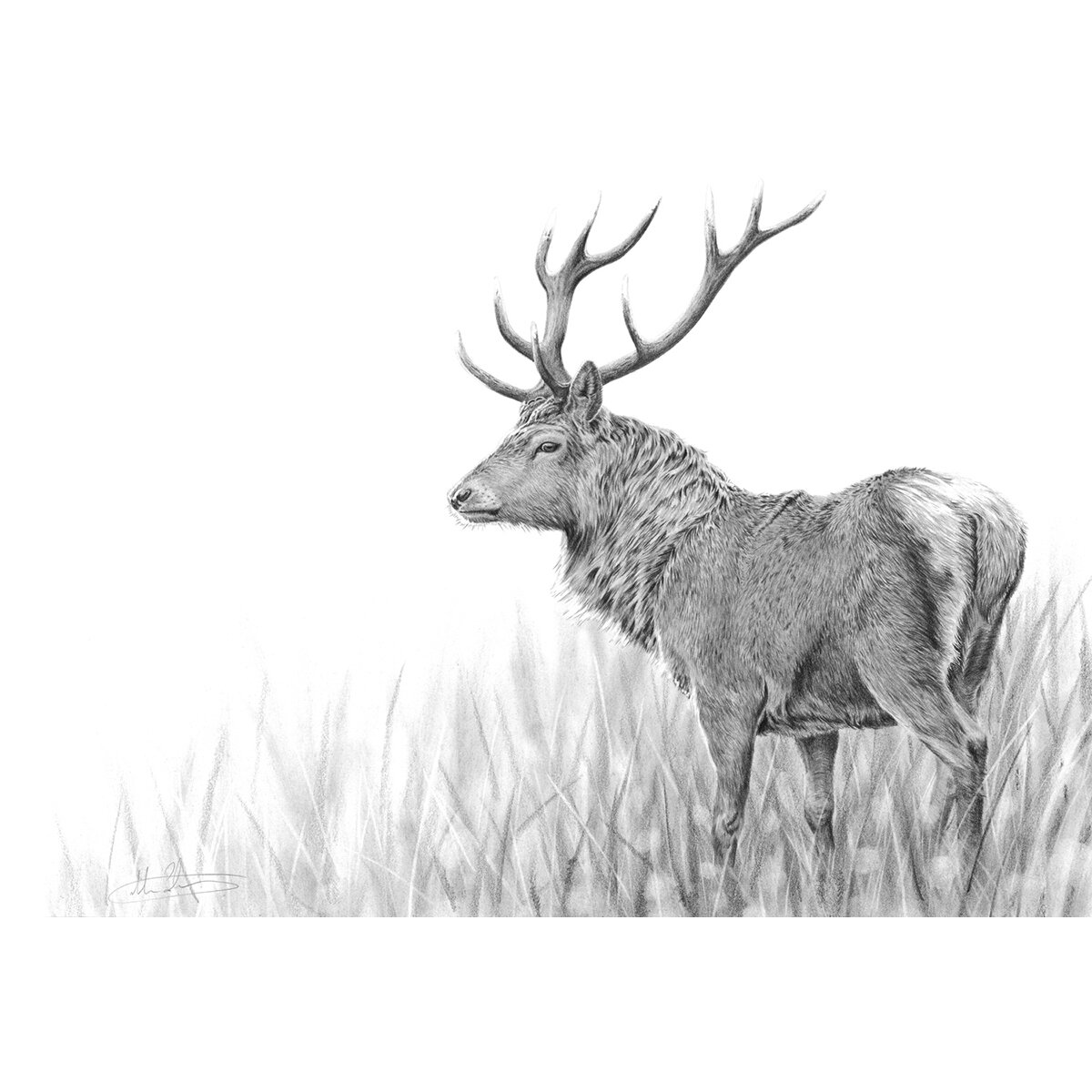 stag.jpg