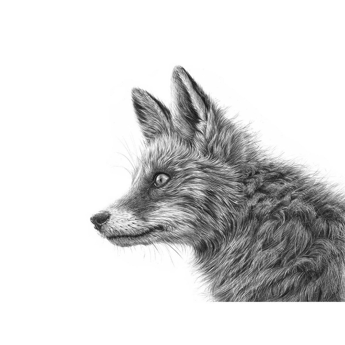 Red_Fox_Profile.jpg