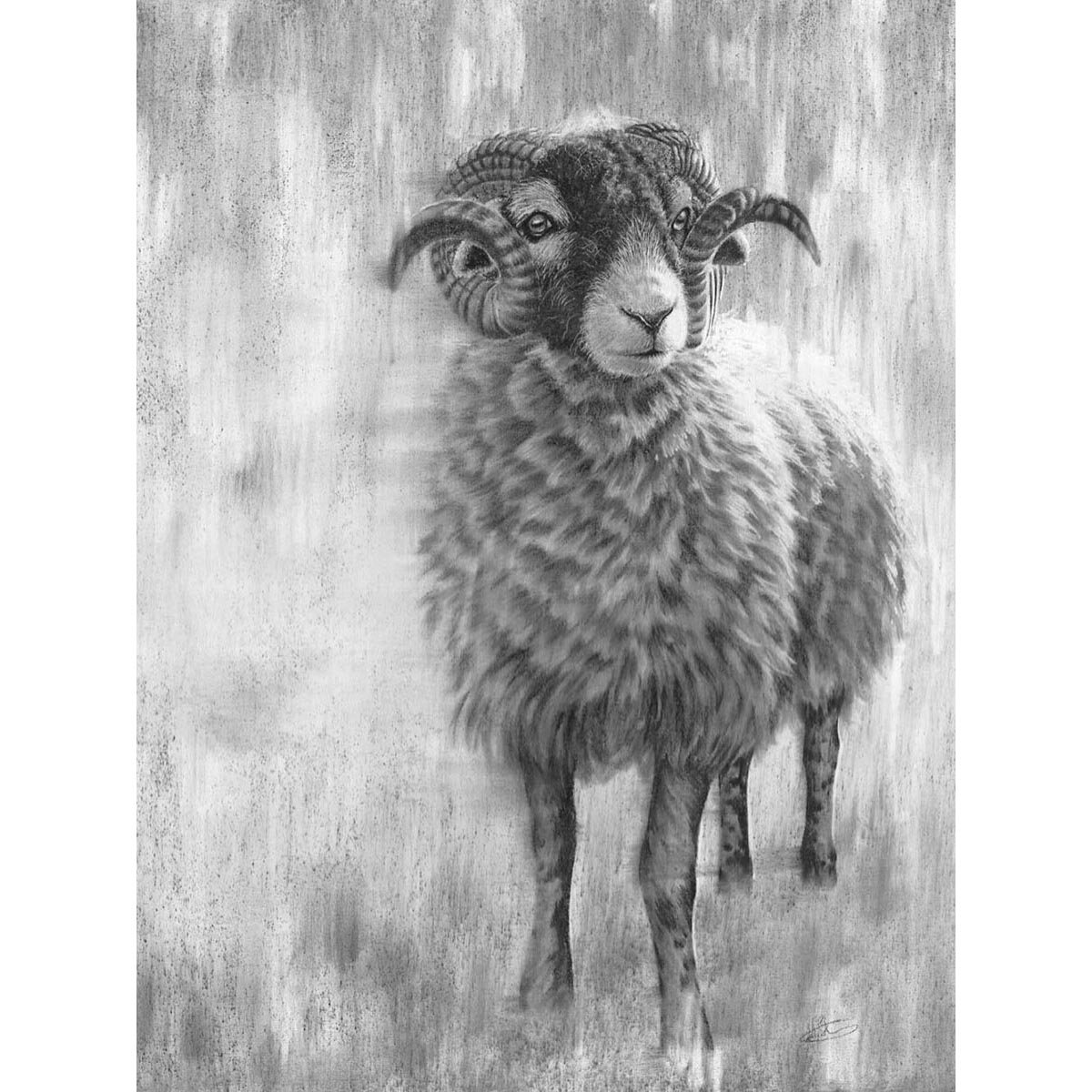 Swaledale Tup V