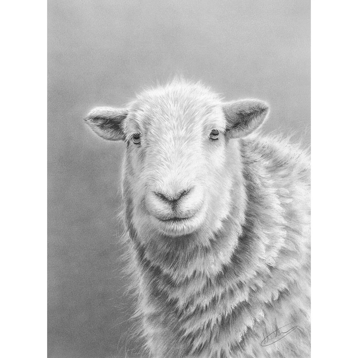 herdwick_ewe.jpg