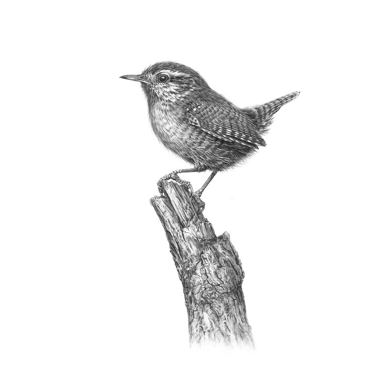 wren_on_branch.jpg