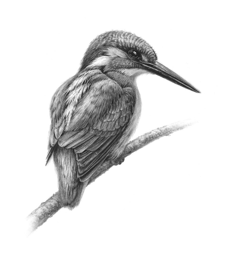 kingfisher_card.jpg