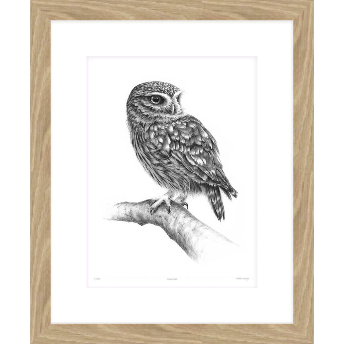 Little_Owl_on_branch_Framed.jpg
