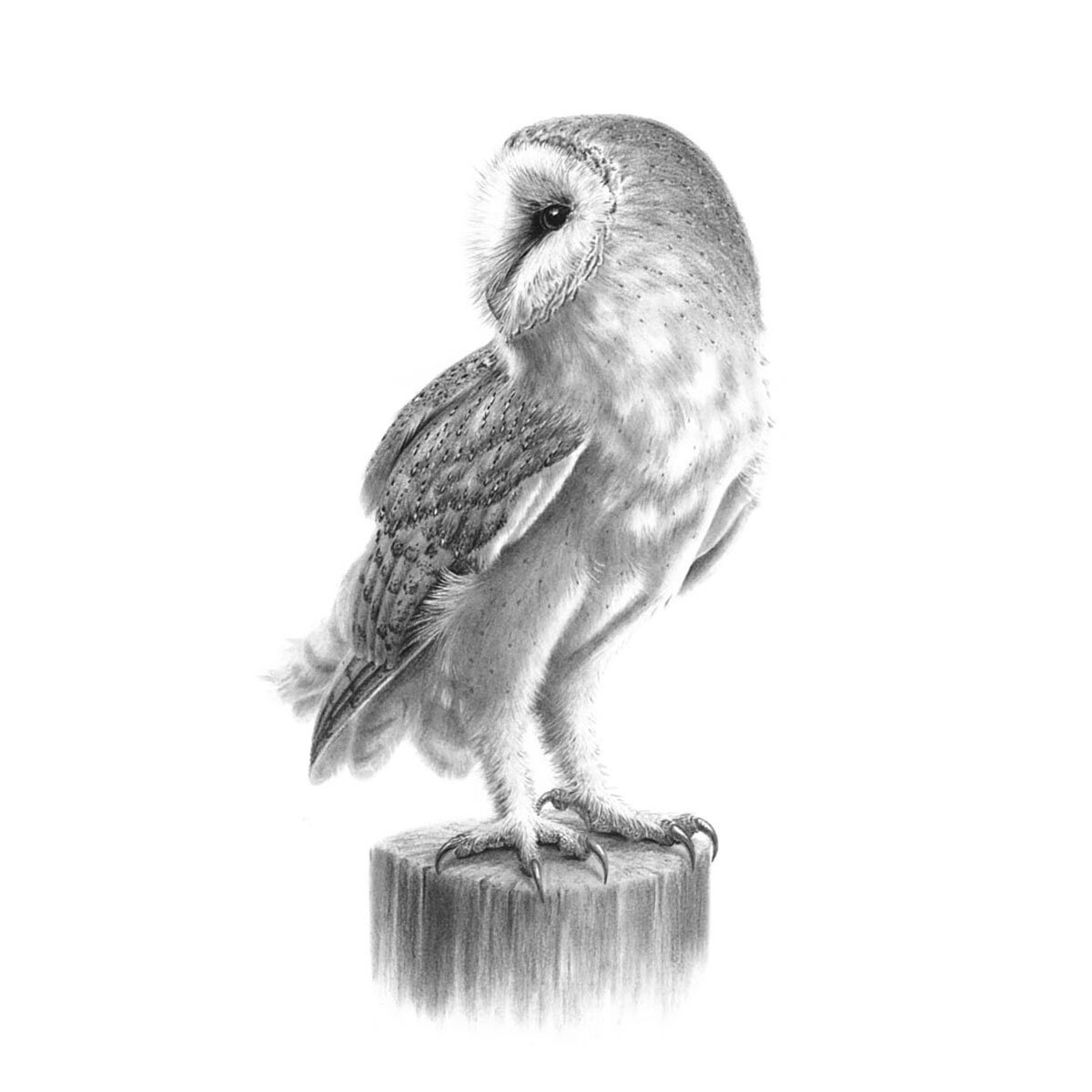 Barn Owl on Post