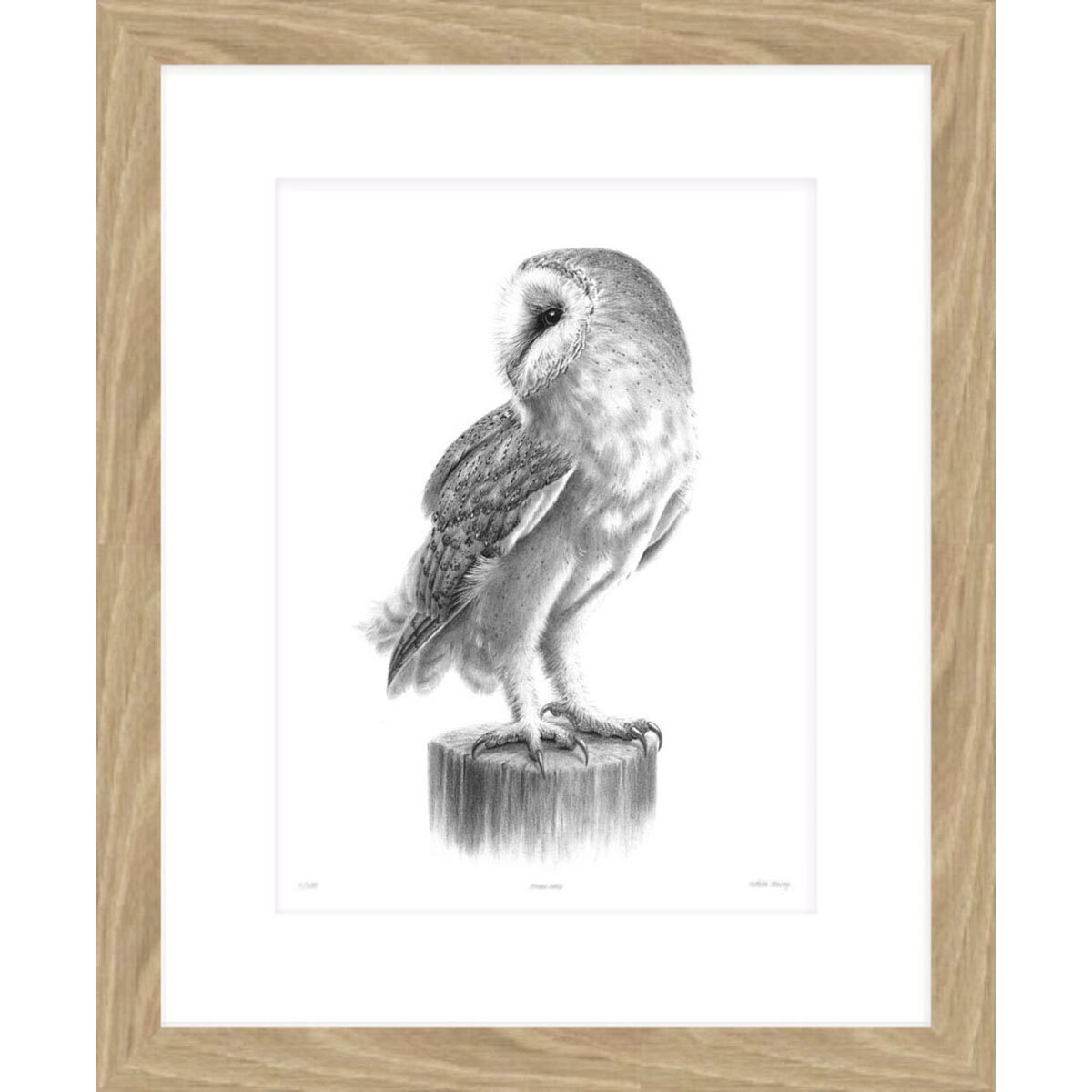 Barn_Owl_on_branch_framed.jpg
