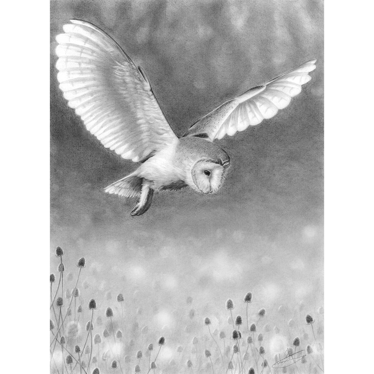 Barn Owl Hunting.jpg