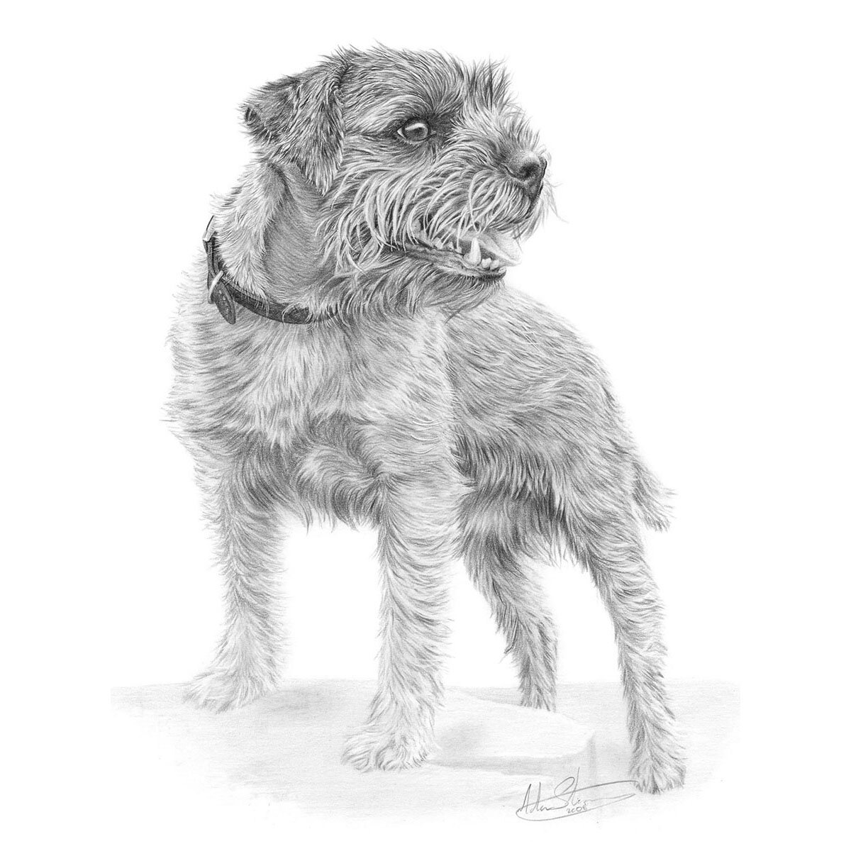 Border_Terrier_2.jpg