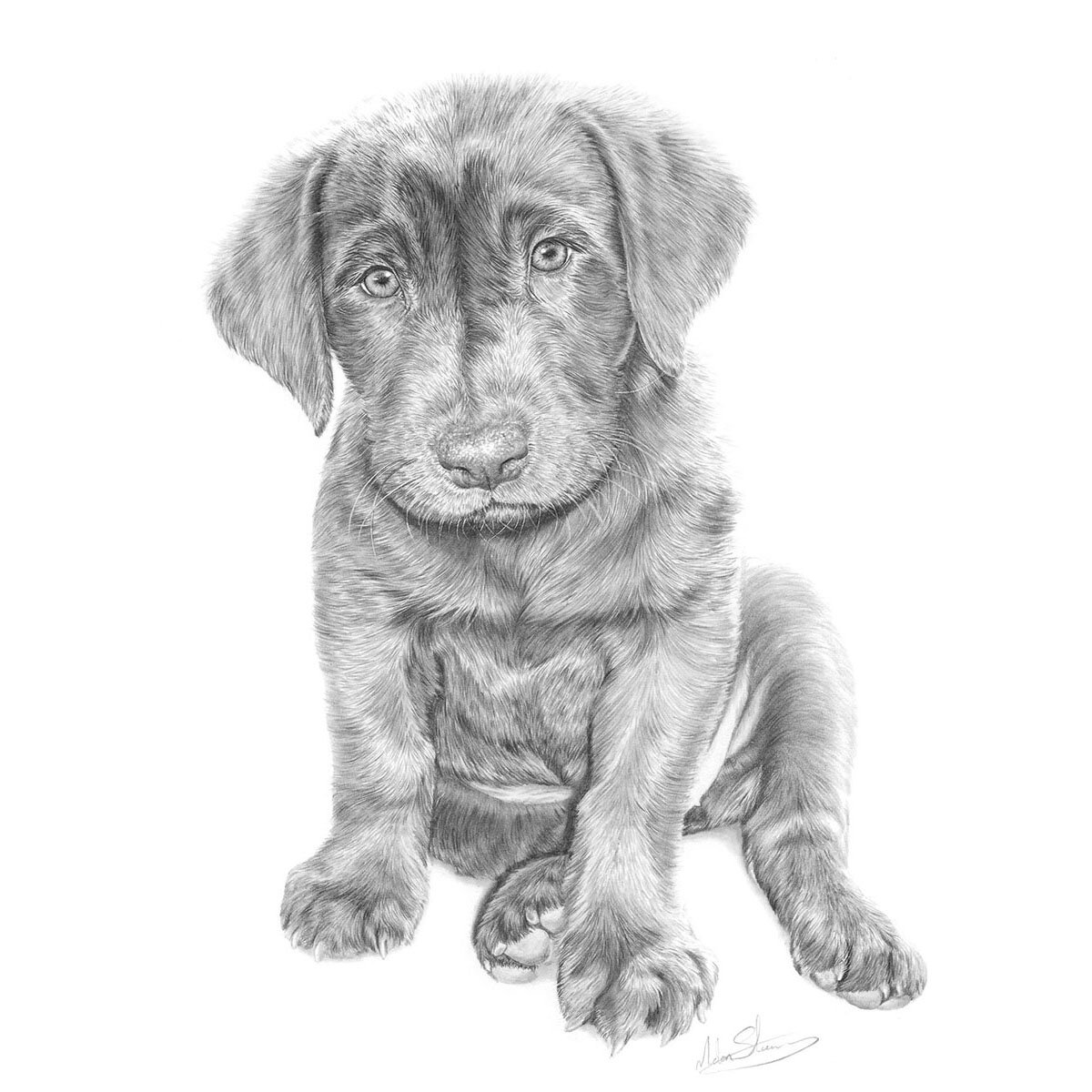 Chocolate_Labrador.jpg