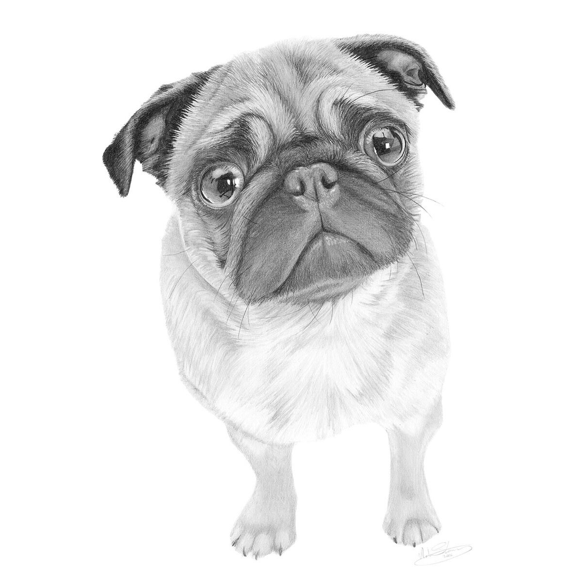 Pug.jpg
