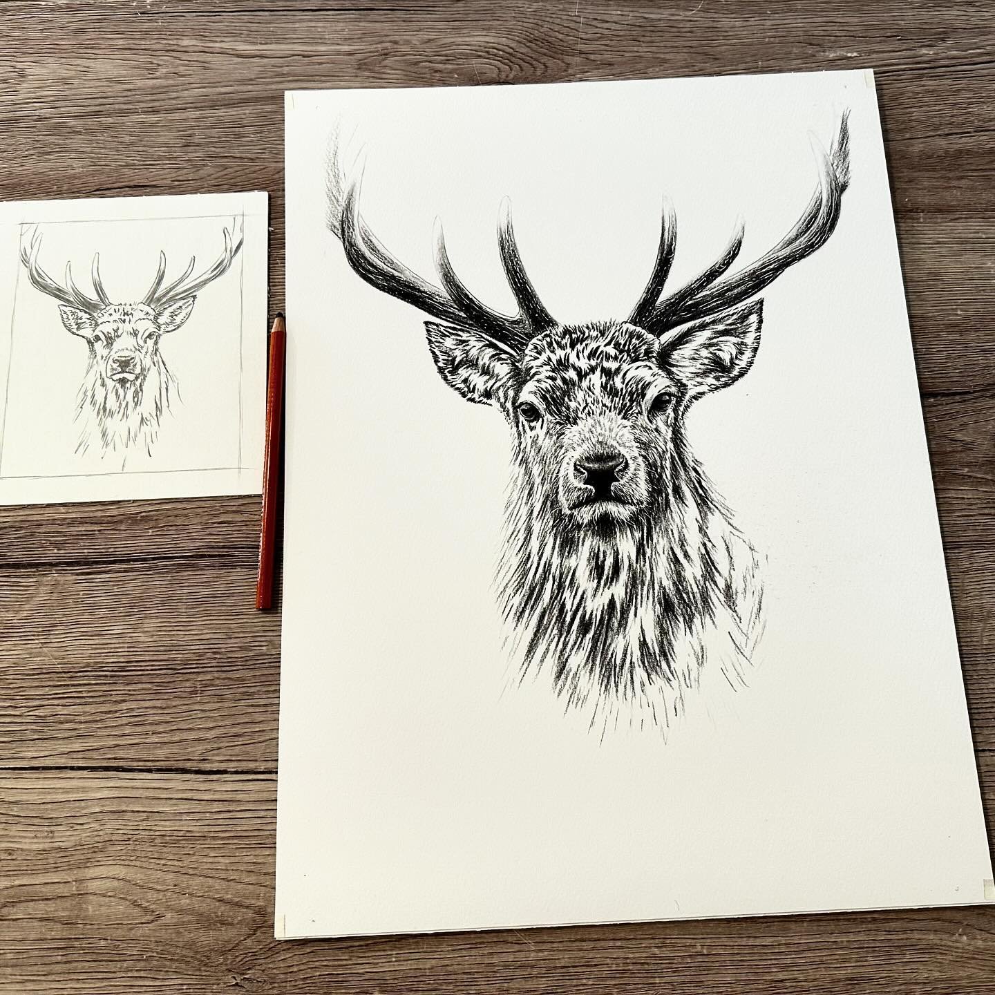 Back working on the stag in the gallery this weekend.