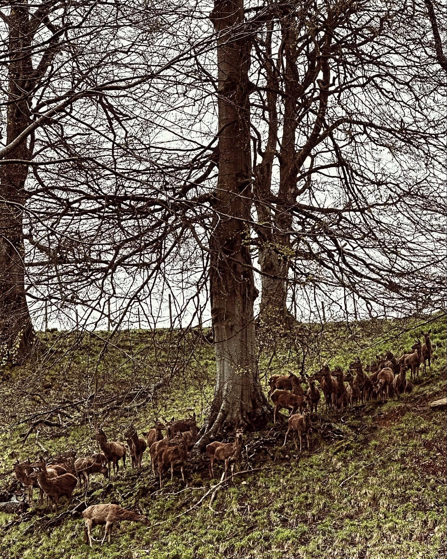 Some deer inspiration at Studley Royal Deer Park&hellip; after I&rsquo;ve finished the drawing!!

@ntfountainsabbey