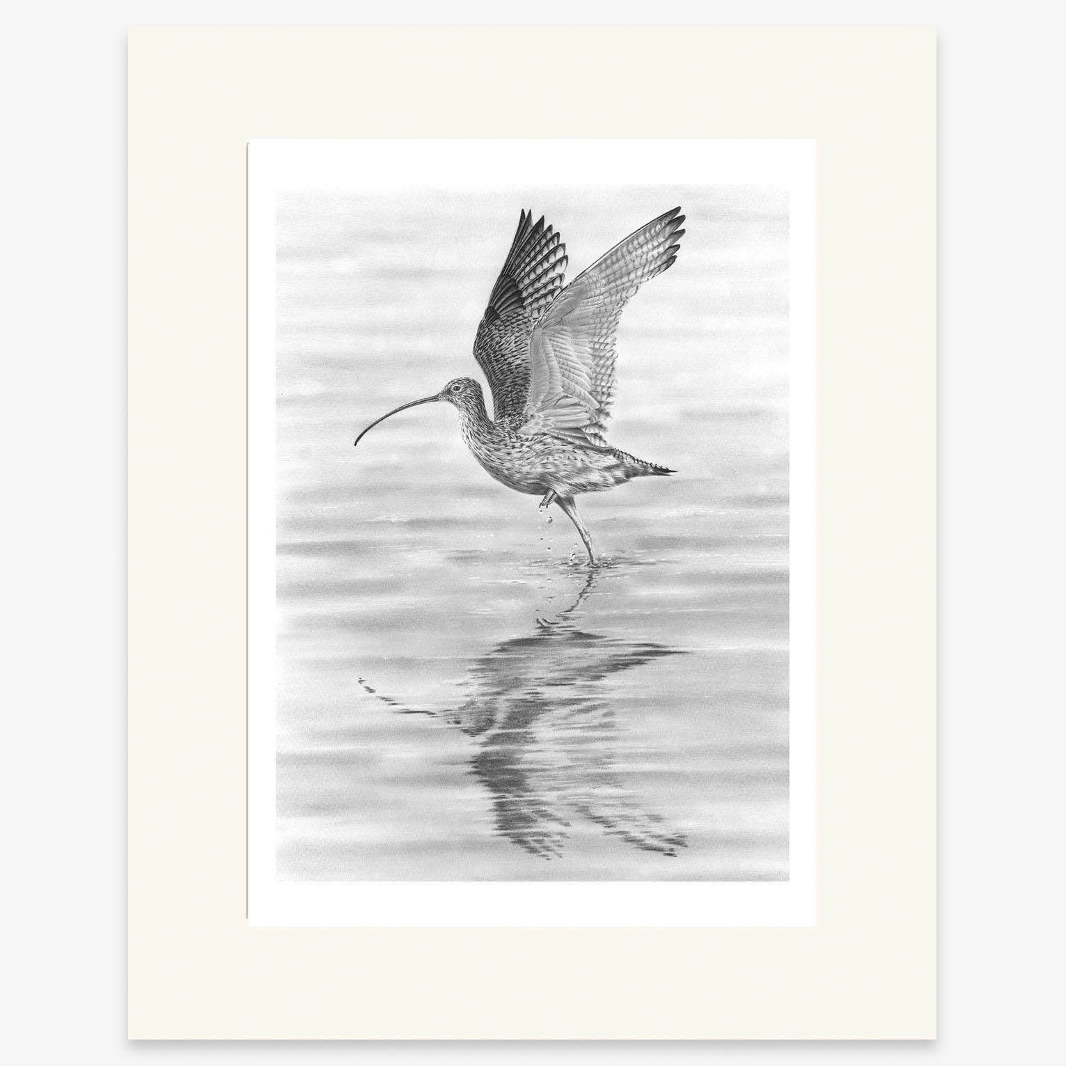 curlew_taking_flight_mounted.jpg