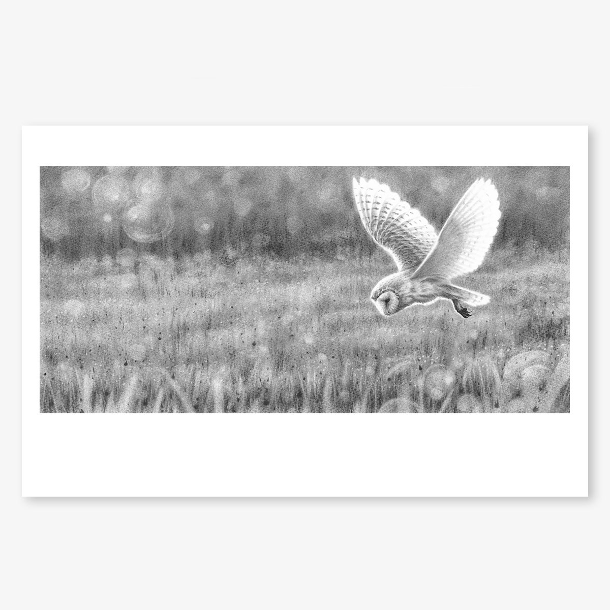 Barn_Owl_Hunting_II_floating.jpg