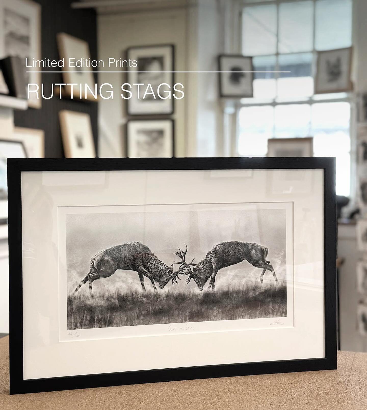 Just framed up this Rutting Stags print in a deep black moulding.