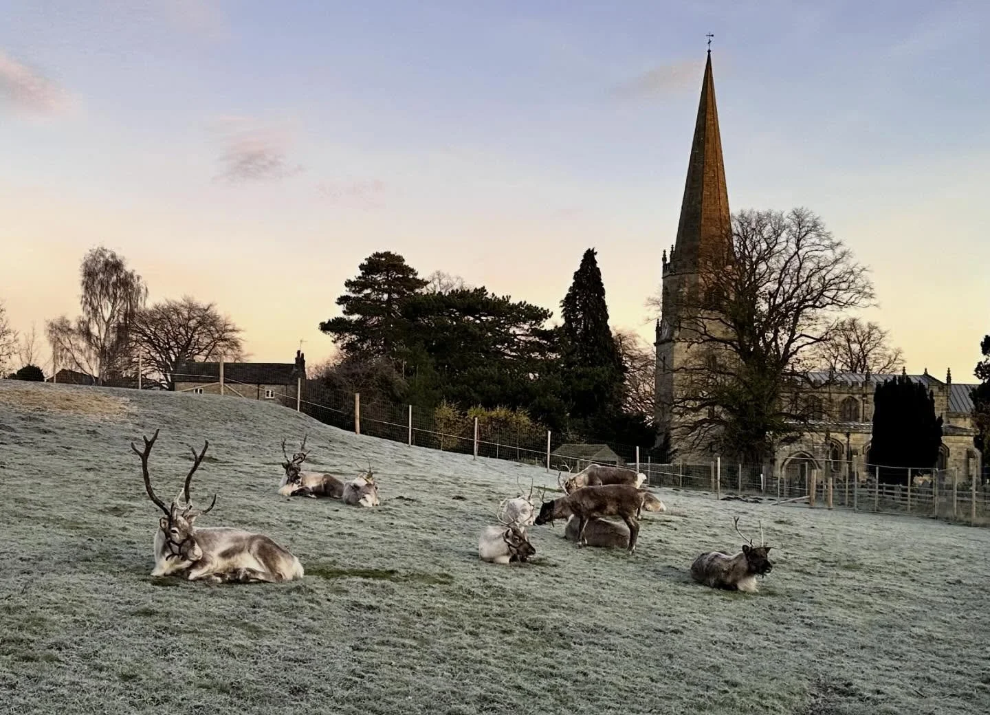 Masham&rsquo;s reindeer look right at home in the frost this morning