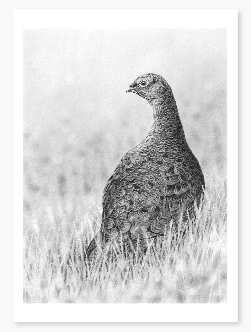 &lsquo;Red Grouse&rsquo; limited edition print currently in the window of the Helmsley gallery (and on a chair for a closer photo!)