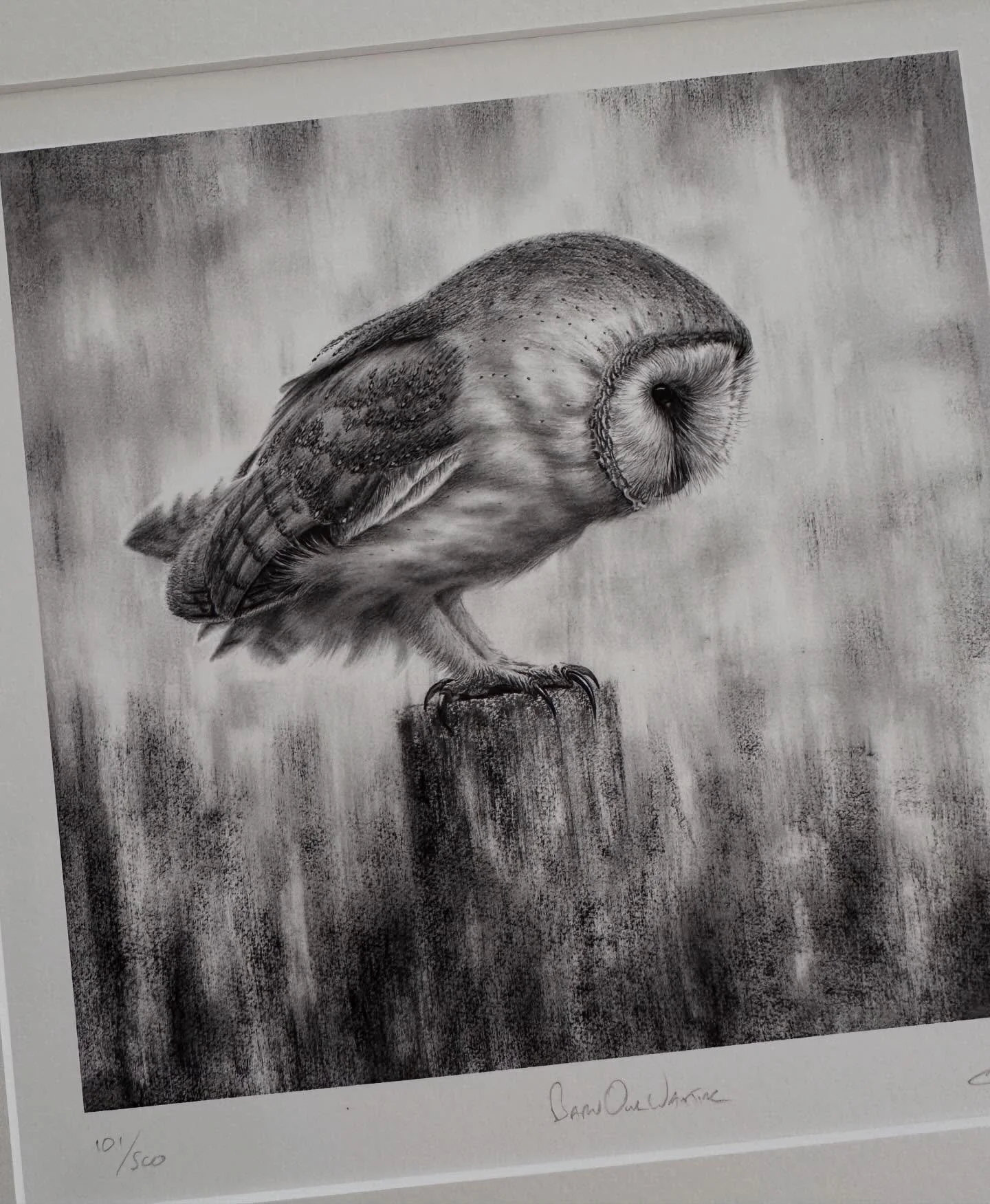 &lsquo;Barn Owl Waiting&rsquo; limited edition print mounted in conservation board