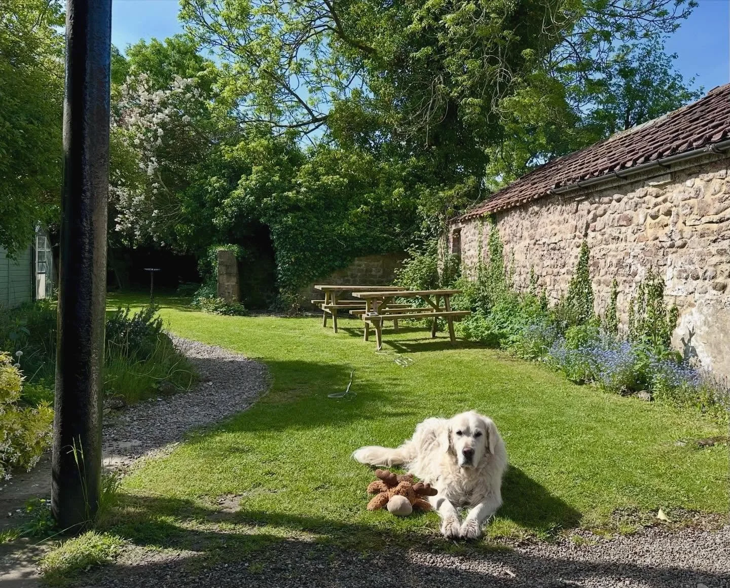 Murph&rsquo;s had enough of the heat already &hellip; and it&rsquo;s only day 1!! He&rsquo;s here in Masham to pant at you all day.