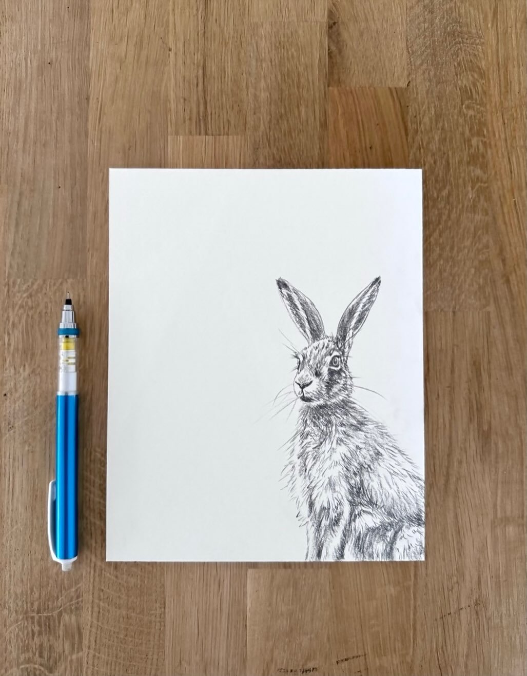 Sketching/planning for another hare drawing
