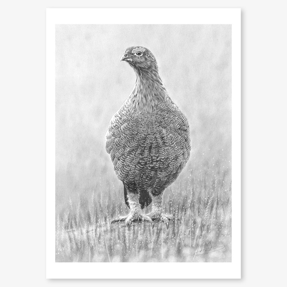 red_grouse_in_heather_floating.jpg