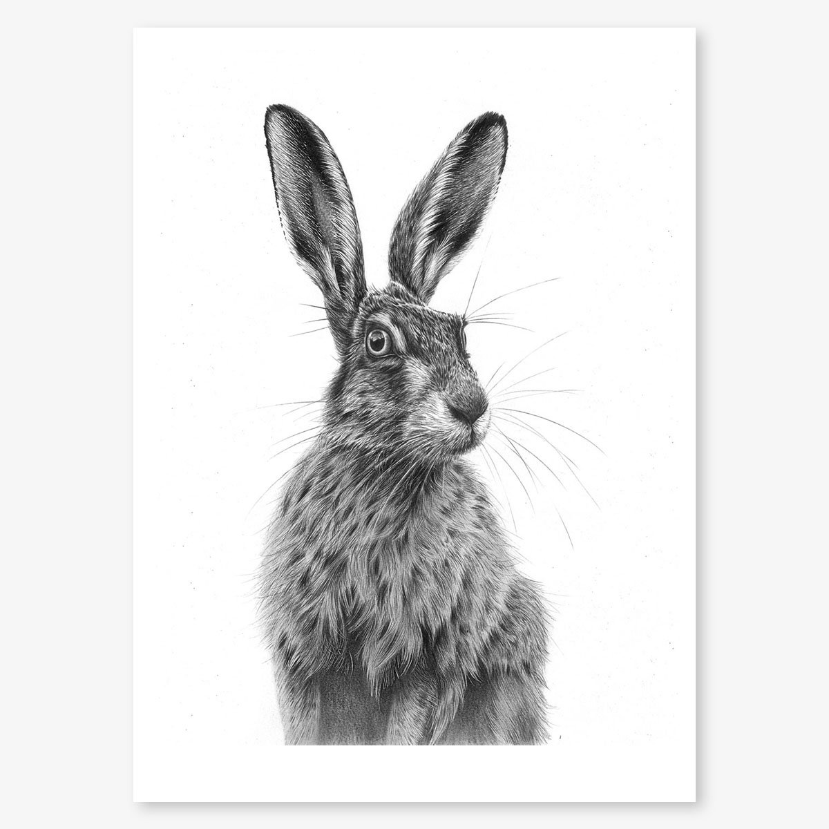 sitting_hare_III_floating.jpg