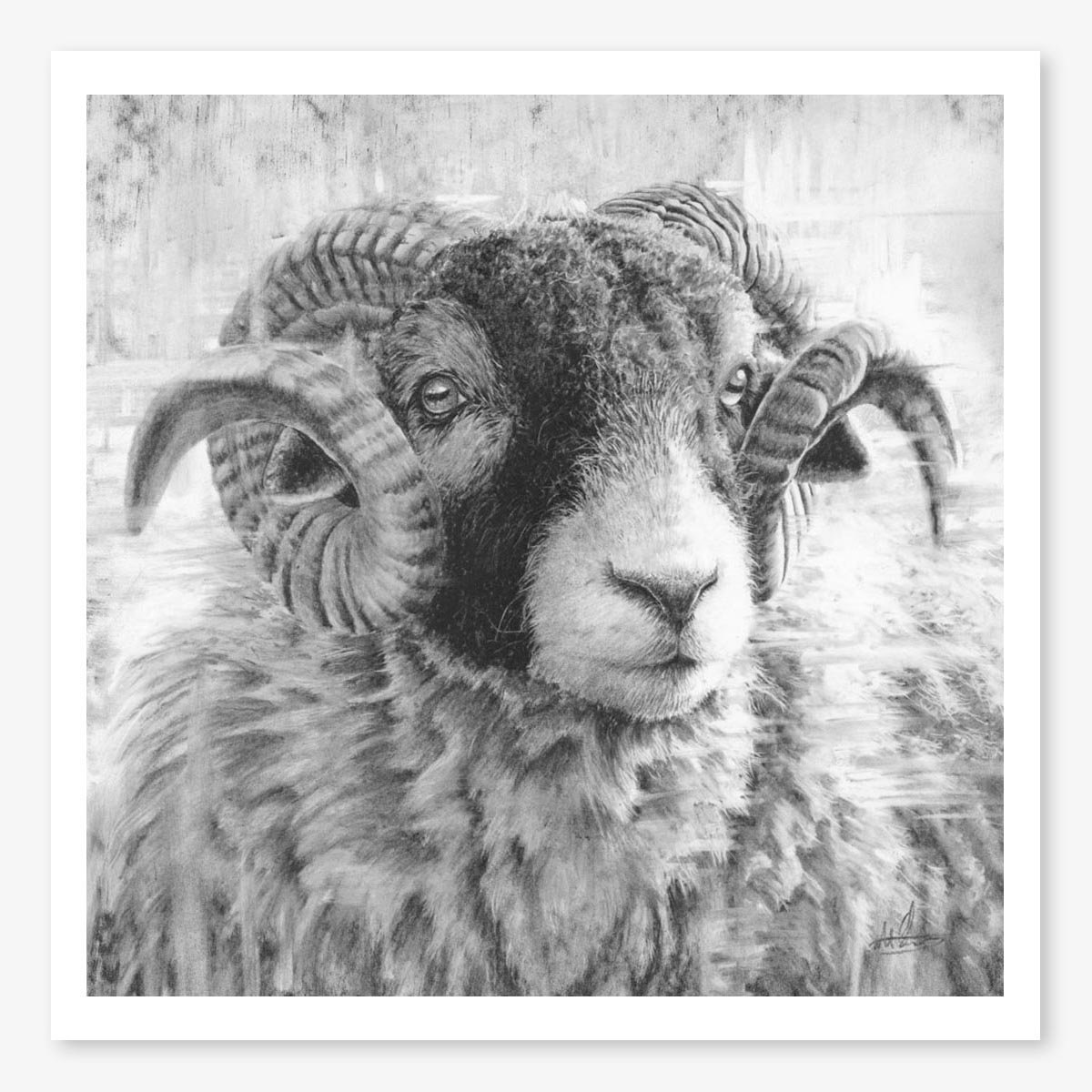 swaledale-tup-iii_floating.jpg