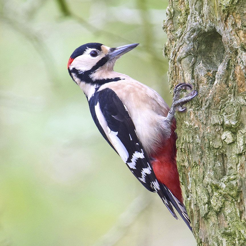 DSP28_great_spotted_woodpecker.jpg