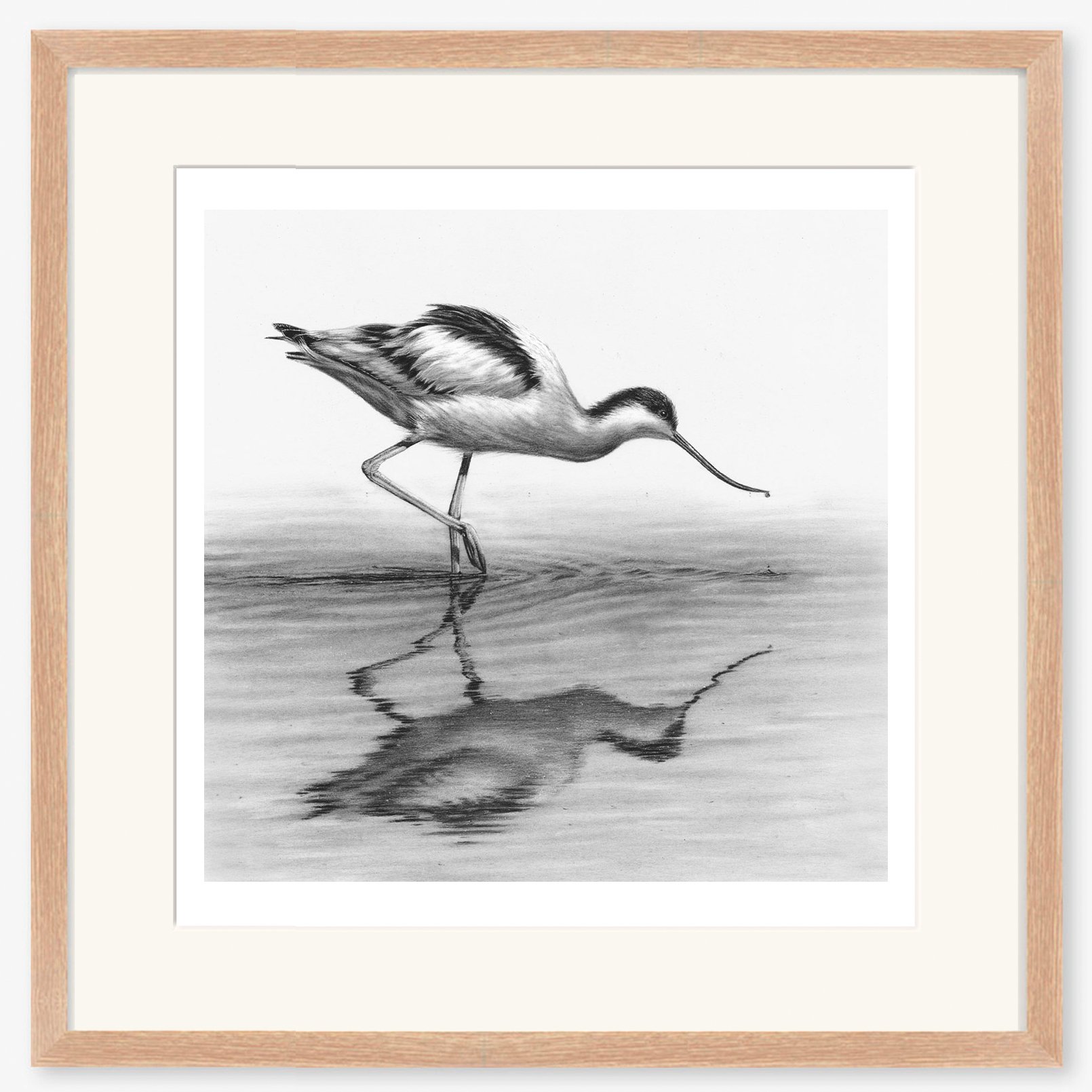avocet_oak.jpg
