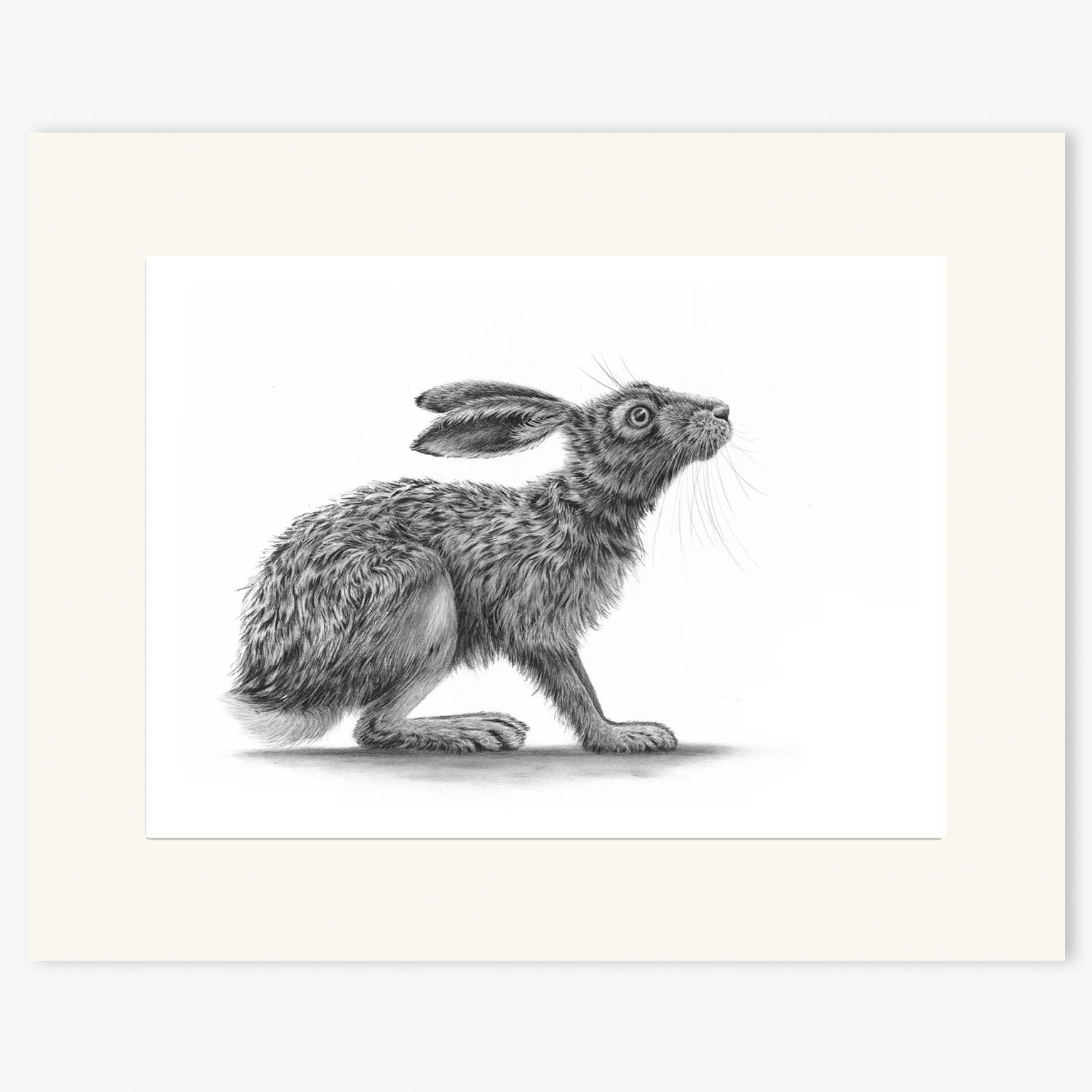 hare_crouching_II_mounted.jpg