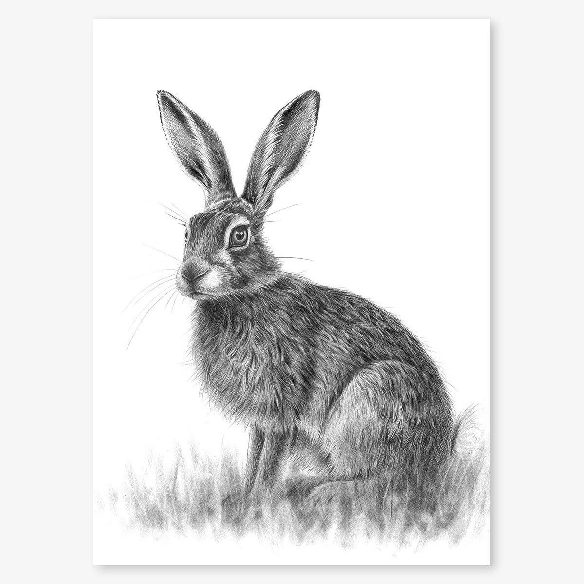 sitting_hare_IV_floating.jpg