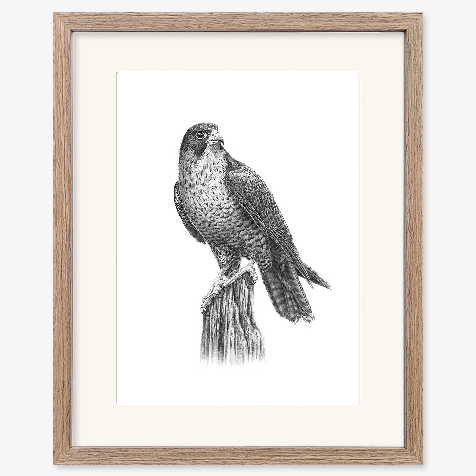 Peregrine_falcon_walnut.jpg