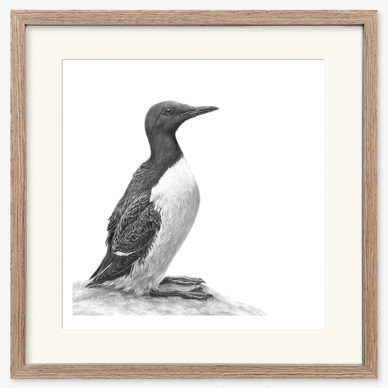 guillemot_web_2_walnut.jpg