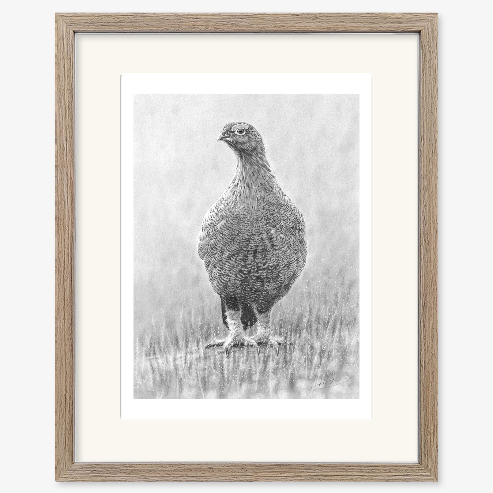 red_grouse_in_heather_walnut.jpg