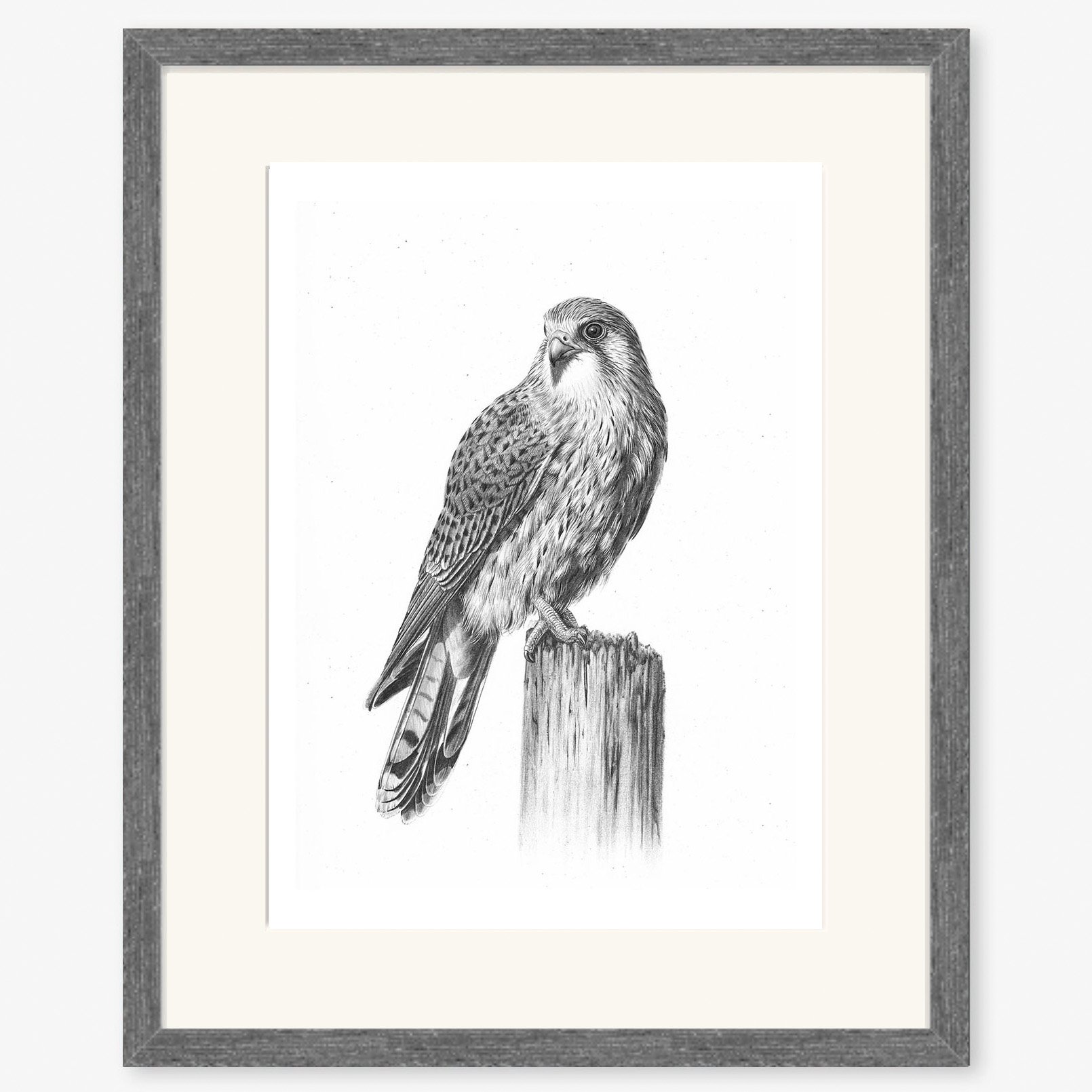 kestrel_charcoal.jpg