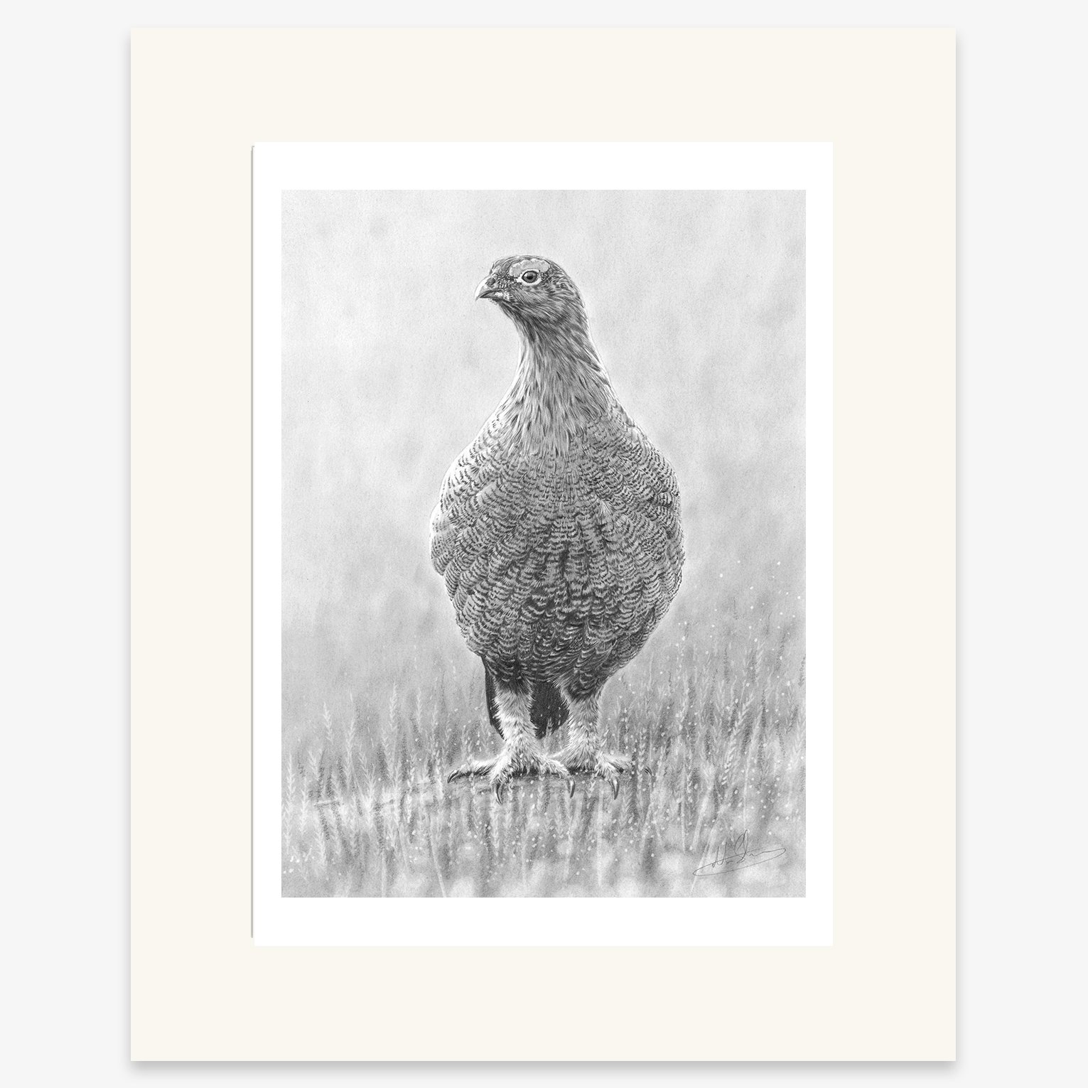 red_grouse_in_heather_mounted.jpg