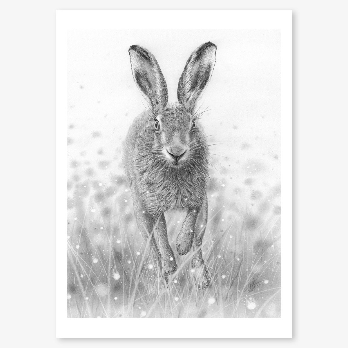 hare_running_floating.jpg