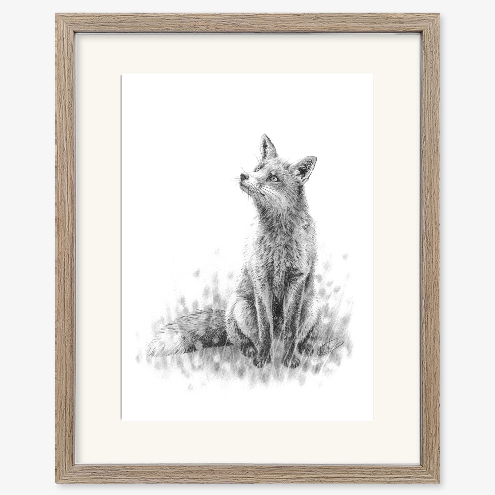 fox_sitting_walnut.jpg
