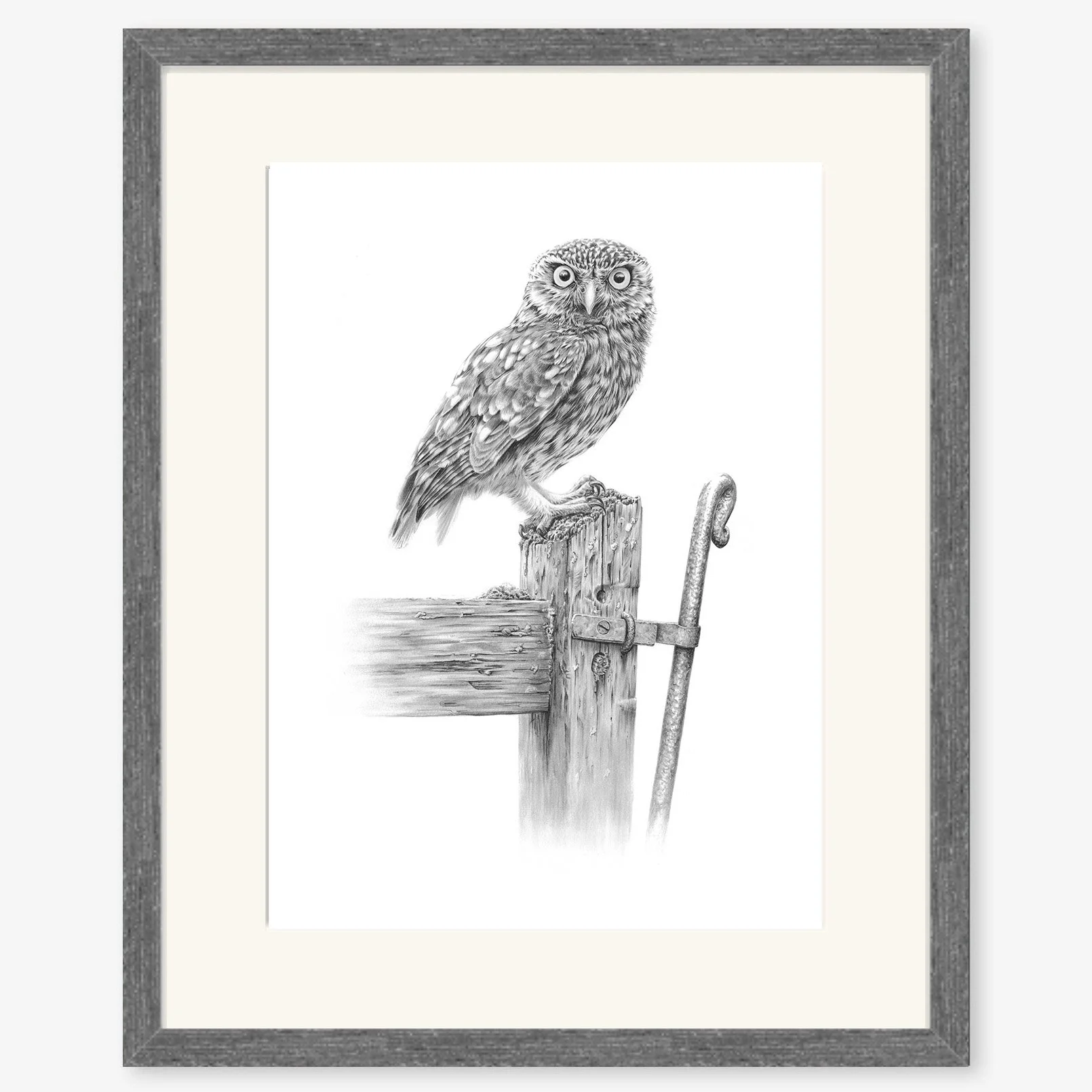 little_owl_charcoal.jpg