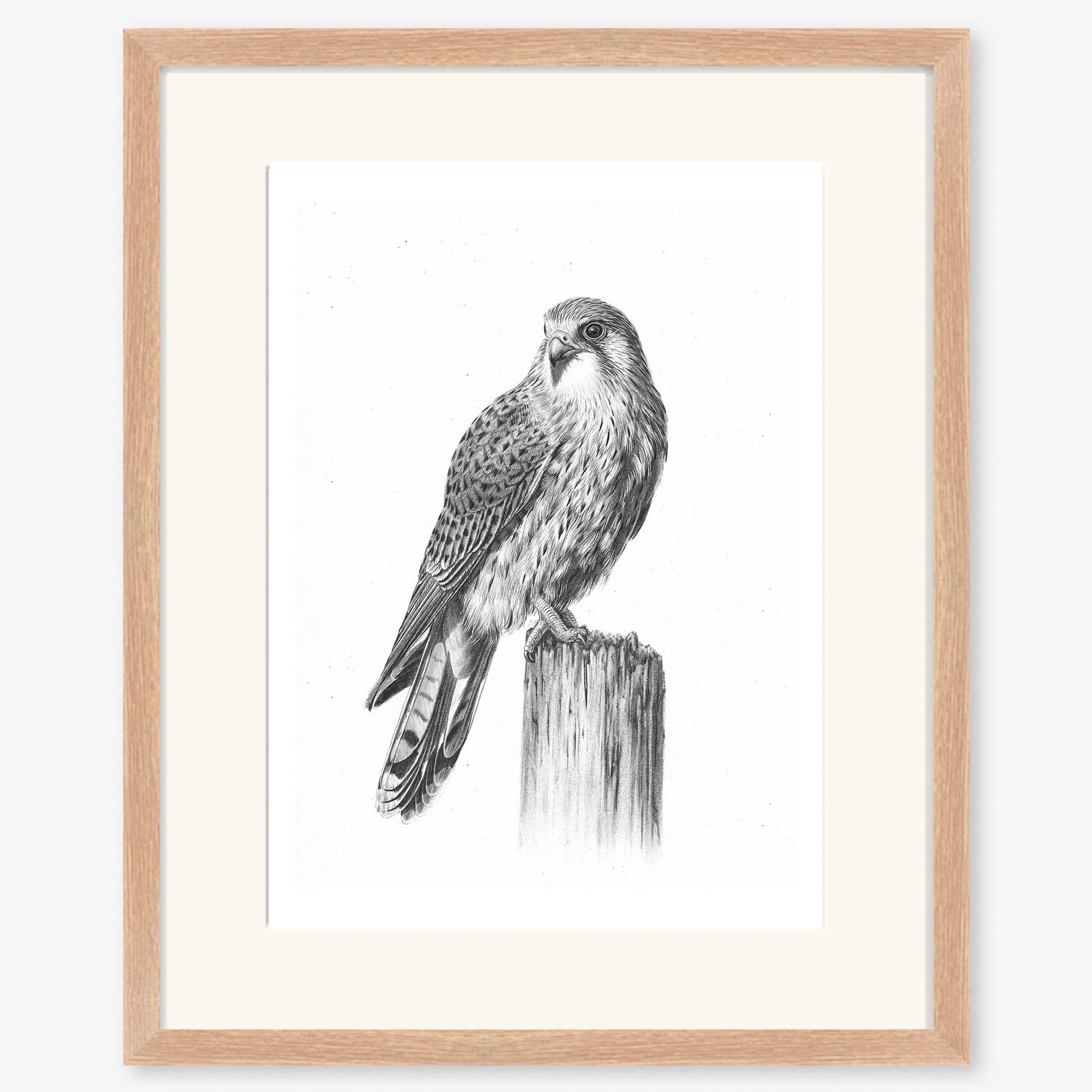 kestrel_oak.jpg