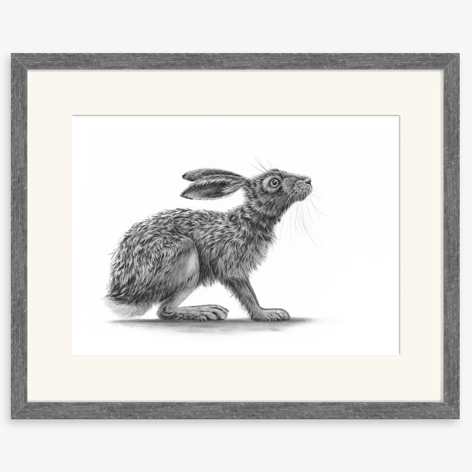 hare_crouching_II_charcoal.jpg